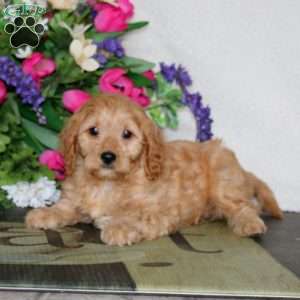 Wyatt, Cavapoo Puppy