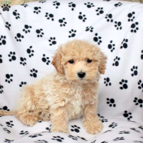 Xander, Bich-Poo Puppy