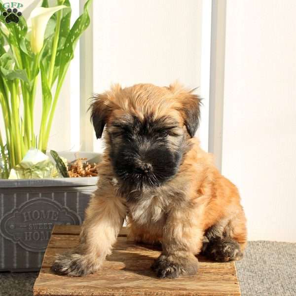 Xander, Soft Coated Wheaten Terrier Puppy