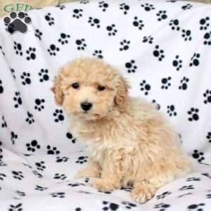 Xander, Bich-Poo Puppy