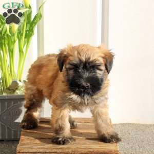 Xander, Soft Coated Wheaten Terrier Puppy