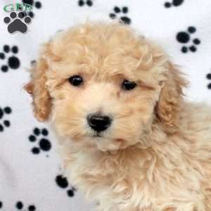 Xander, Bich-Poo Puppy