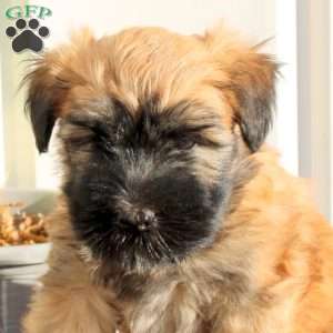 Xander, Soft Coated Wheaten Terrier Puppy