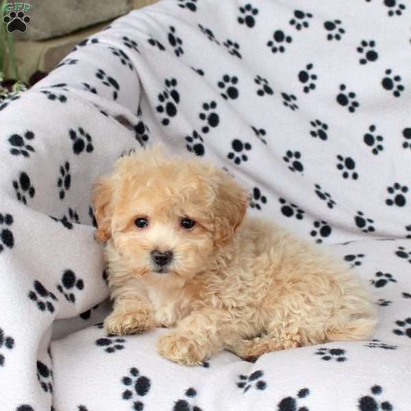 Xara, Bich-Poo Puppy