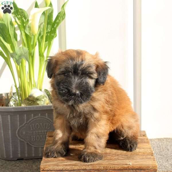 Xaria, Soft Coated Wheaten Terrier Puppy