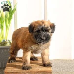 Xaria, Soft Coated Wheaten Terrier Puppy