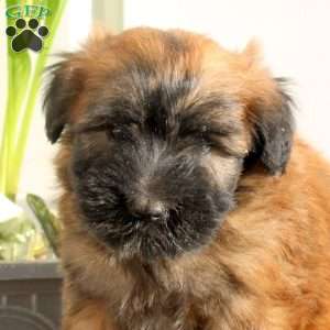 Xaria, Soft Coated Wheaten Terrier Puppy