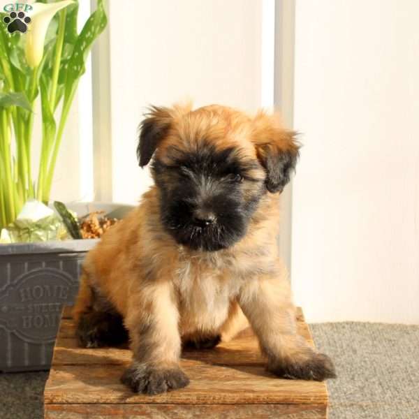 Xavi, Soft Coated Wheaten Terrier Puppy