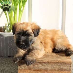 Xavi, Soft Coated Wheaten Terrier Puppy