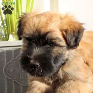 Xavi, Soft Coated Wheaten Terrier Puppy