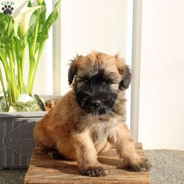 Xavier, Soft Coated Wheaten Terrier Puppy