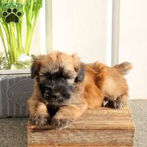 Xavier, Soft Coated Wheaten Terrier Puppy
