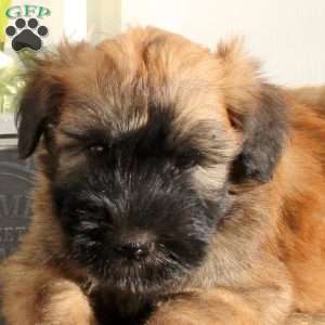 Xavier, Soft Coated Wheaten Terrier Puppy