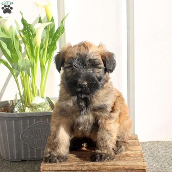 Xerxes, Soft Coated Wheaten Terrier Puppy