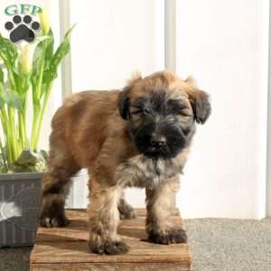 Xerxes, Soft Coated Wheaten Terrier Puppy