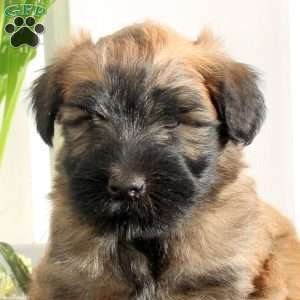 Xerxes, Soft Coated Wheaten Terrier Puppy