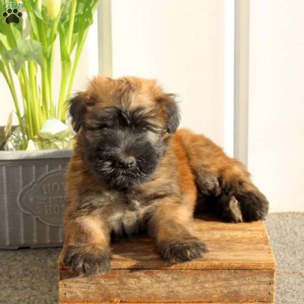 Xolo, Soft Coated Wheaten Terrier Puppy