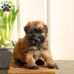 Xolo, Soft Coated Wheaten Terrier Puppy