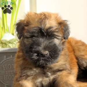 Xolo, Soft Coated Wheaten Terrier Puppy