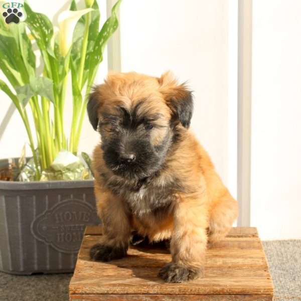 Xyla, Soft Coated Wheaten Terrier Puppy