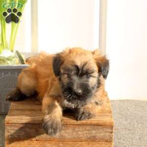 Xyla, Soft Coated Wheaten Terrier Puppy