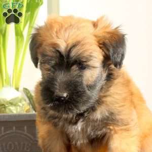 Xyla, Soft Coated Wheaten Terrier Puppy