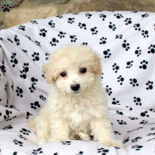 Xylon, Bich-Poo Puppy