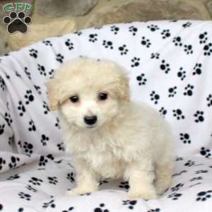 Xylon, Bich-Poo Puppy