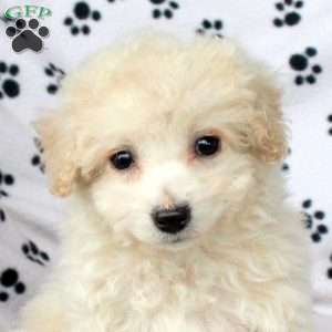 Xylon, Bich-Poo Puppy
