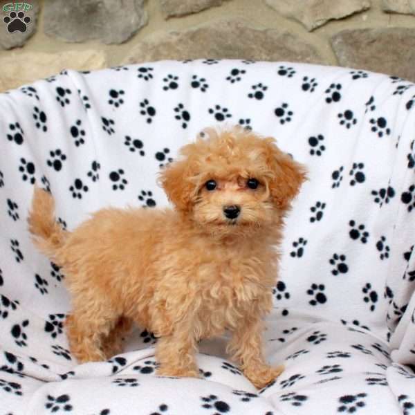Yasmin, Bich-Poo Puppy