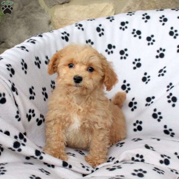 Yoshi, Bich-Poo Puppy