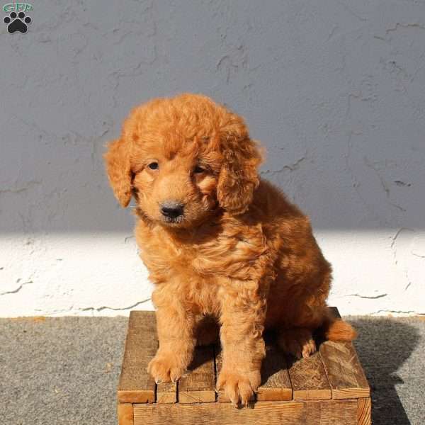 Yoshi, Mini Goldendoodle Puppy