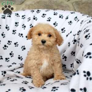 Yoshi, Bich-Poo Puppy