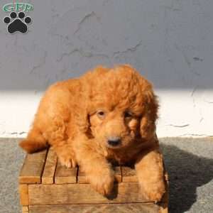 Yoshi, Mini Goldendoodle Puppy