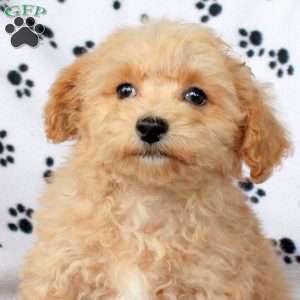 Yoshi, Bich-Poo Puppy
