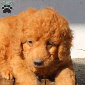 Yoshi, Mini Goldendoodle Puppy