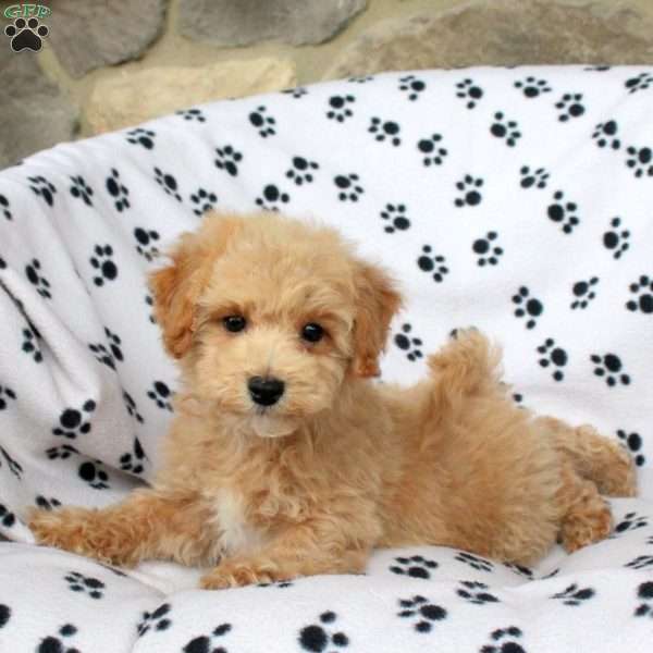 Yoyo, Bich-Poo Puppy