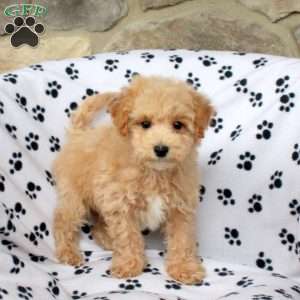 Yoyo, Bich-Poo Puppy