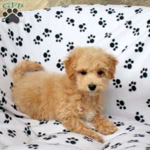 Yoyo, Bich-Poo Puppy