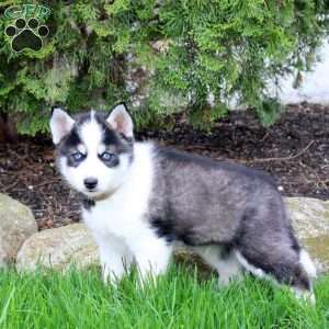 Zach, Pomsky Puppy