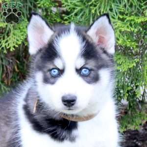 Zach, Pomsky Puppy