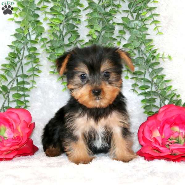 Zach, Yorkie Puppy