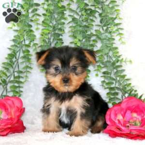 Zach, Yorkie Puppy