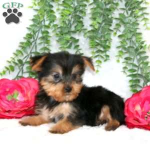 Zach, Yorkie Puppy
