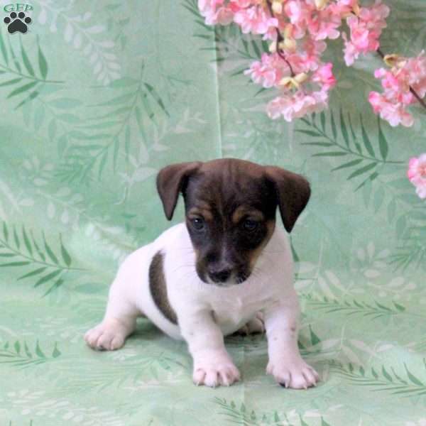 Zak, Jack Russell Terrier Puppy