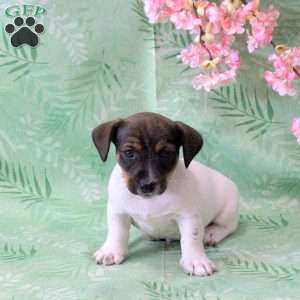 Zak, Jack Russell Terrier Puppy