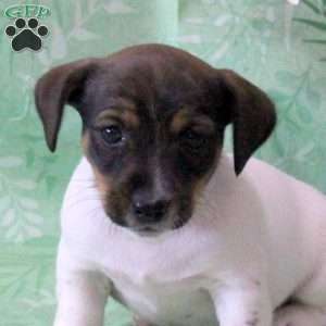 Zak, Jack Russell Terrier Puppy