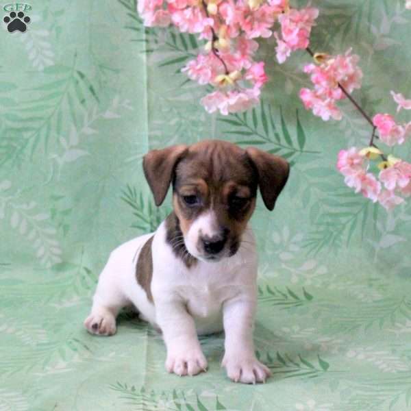 Zander, Jack Russell Terrier Puppy