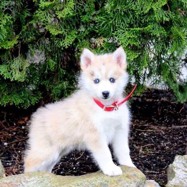 Zander, Pomsky Puppy