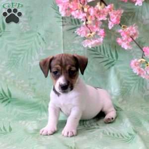 Zander, Jack Russell Terrier Puppy